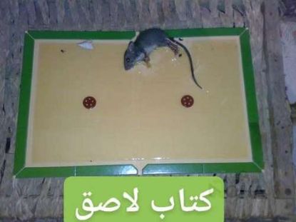 كراسة لزق فئران MOUSE &RAT